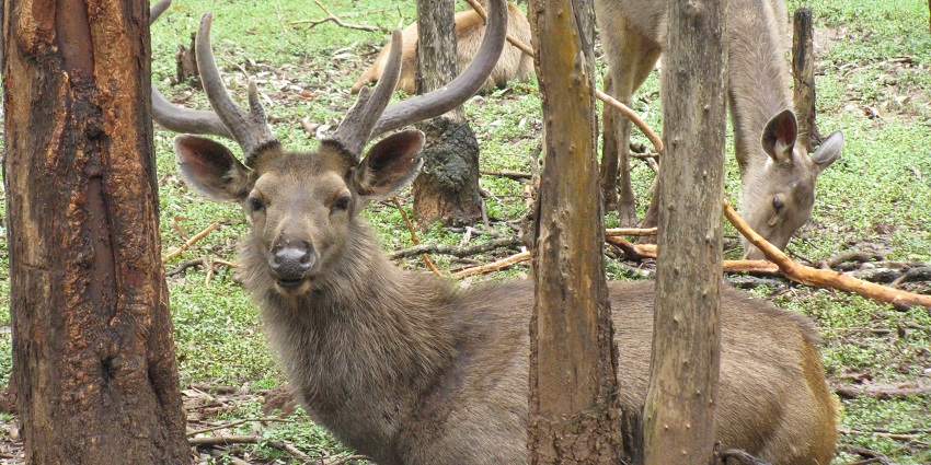 There are numerous wildlife sanctuaries for you to explore in Bungus Valley in Kashmir.