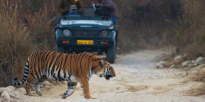 A breathtaking view of a tiger in Jim Corbett with a jeep in the backdrop during the day.