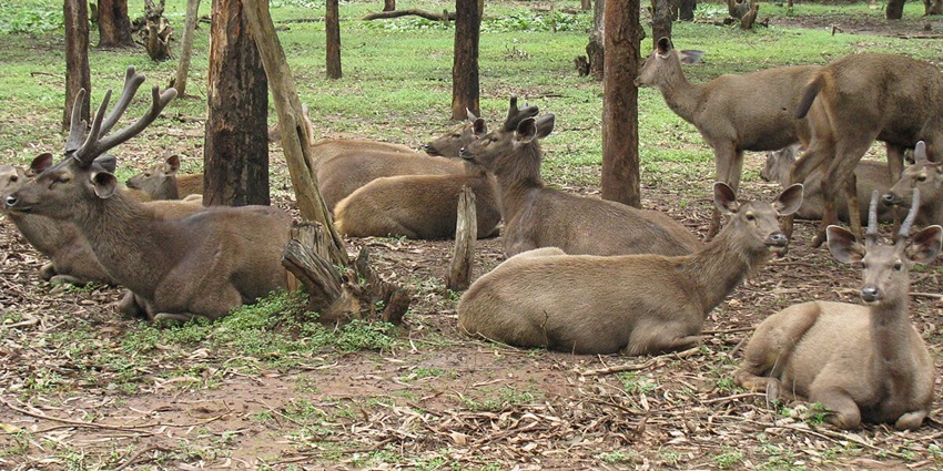 A bunch of deer spotted in the wild during a wildlife safari at Dachigam National Park.
