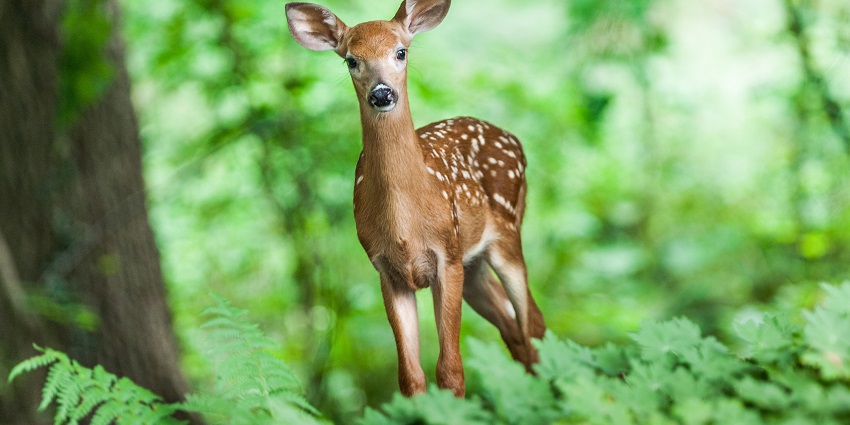 Witness diverse wildlife at Ulipooni Wildlife Sanctuary, a thing to do in Vagamon.