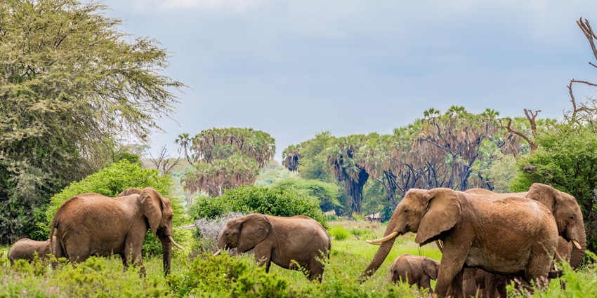 Observing wildlife is one of the best things to do in Ulipooni Wildlife Sanctuary.