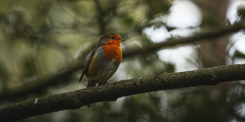 Observing wildlife in Begur Wildlife Sanctuary is one of the best things to do in Kerala.