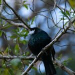 A view of a black bird perched on the bark of a tree with green leaves around it.