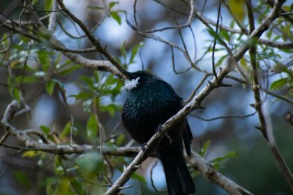 A view of a black bird perched on the bark of a tree with green leaves around it.