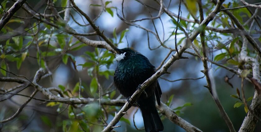 A view of a black bird perched on the bark of a tree with green leaves around it.