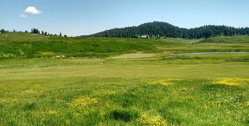 A visit to Gulmarg Wildlife Sanctuary is a must-visit for wildlife enthusiasts.