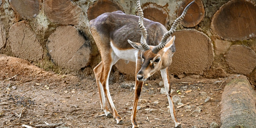 A sambar deer spotted on the lush green grounds of the scenic Attapadi Waterfalls.