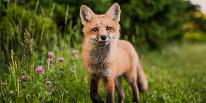 View of a fox in the lush meadows of Saddle peak National park