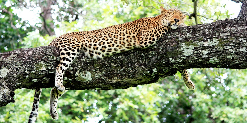 A picture of a cheetah resting on a tree branch at the Overa Aru Wildlife Sanctuary
