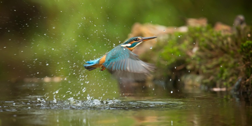 Photo of Common Kingfisher Flying Above River - Wildlife spotting is one of the best things to do in the park
