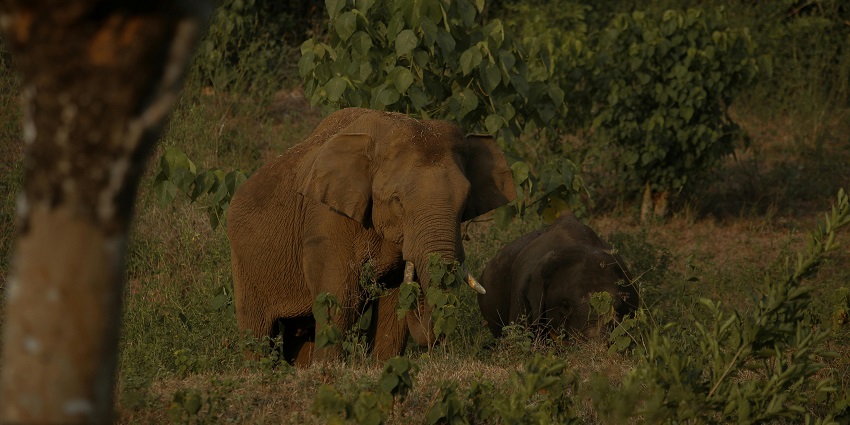 A stay at wildlife resorts is one of the best things to do on your Jungle Safari Wayanad.
