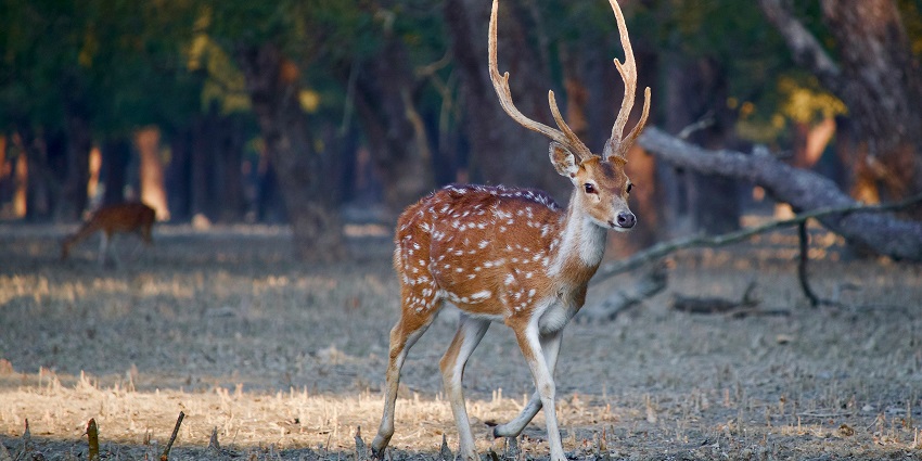 A breathtaking view of a deer standing on a dry grassland amidst green trees and branches.