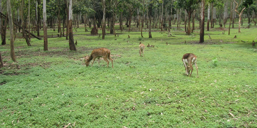 Wildlife Safari is one of the best things to do in Shendurney Wildlife Sanctuary.