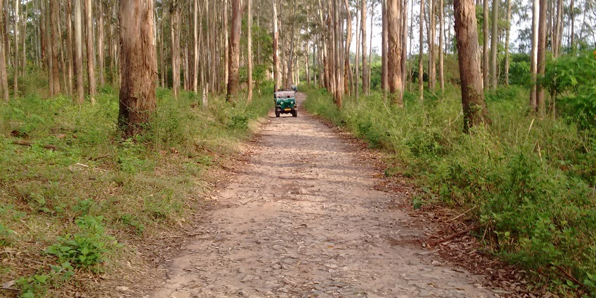 Hop on a wildlife safari for an adventurous experience during your visit to Idukki.