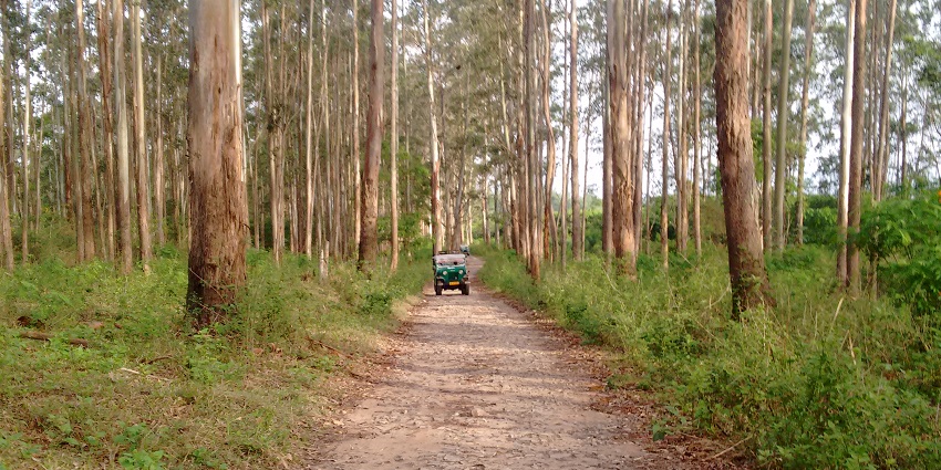 Wildlife safaris are the best way to explore wilderness in Thekkady Wildlife Sanctuary.