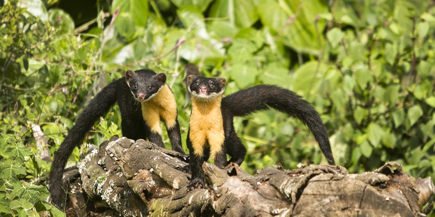 Two Nilgiri Martens (Martes gwatkinsii) in their natural habitat in Pampadum Shola National Park .