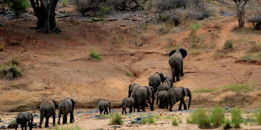 Wildlife safari through jeep is among the most thrilling things to do in the national park.