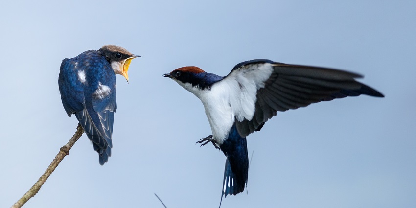 Witness diverse flora and fauna in the natural trails of the Kottiyoor Sanctuary, Kerala.