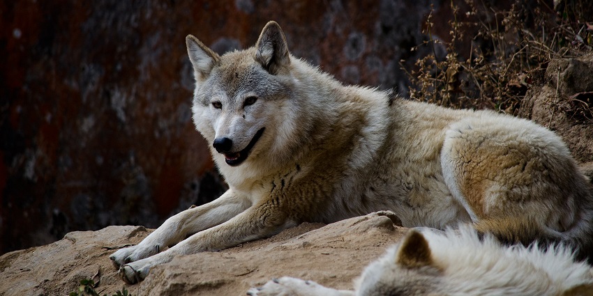 A fierce wolf sitting on the rustic lands of Padmaja Naidu Himalayan Zoological Park.