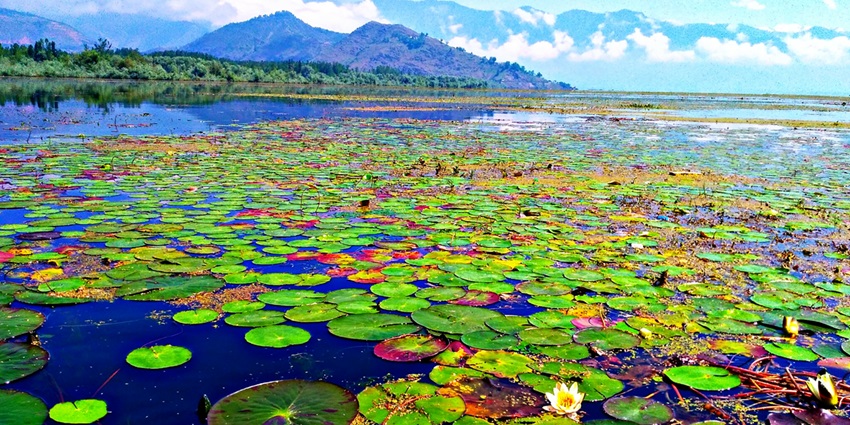 View of the lotus leaves on Wular Lake, a popular places to visit in Srinagar in December