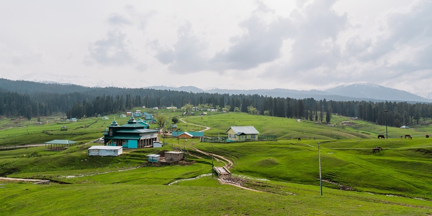 Yusmarg meadow with golden grass, pine forests and Himalayan peaks in background