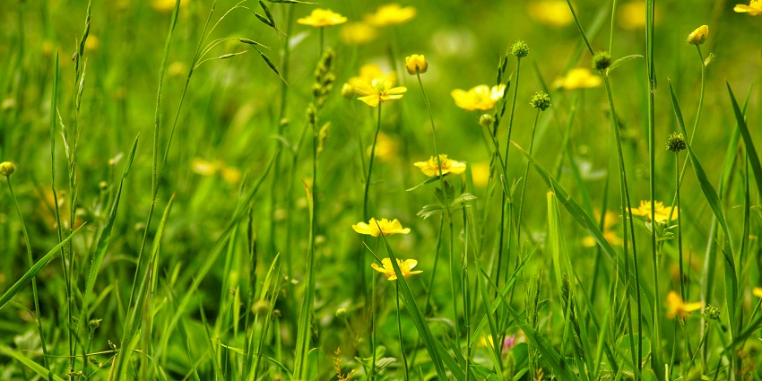 One of the best places to visit in Kashmir is Yusmarg as it gives you a glimpse of nature.