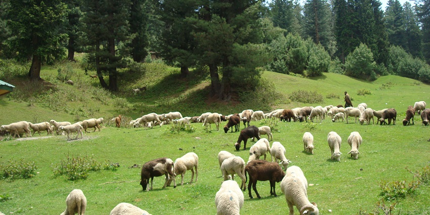 A view of a valley with sheep grazing grass. One of the best places to visit in Sonmarg.