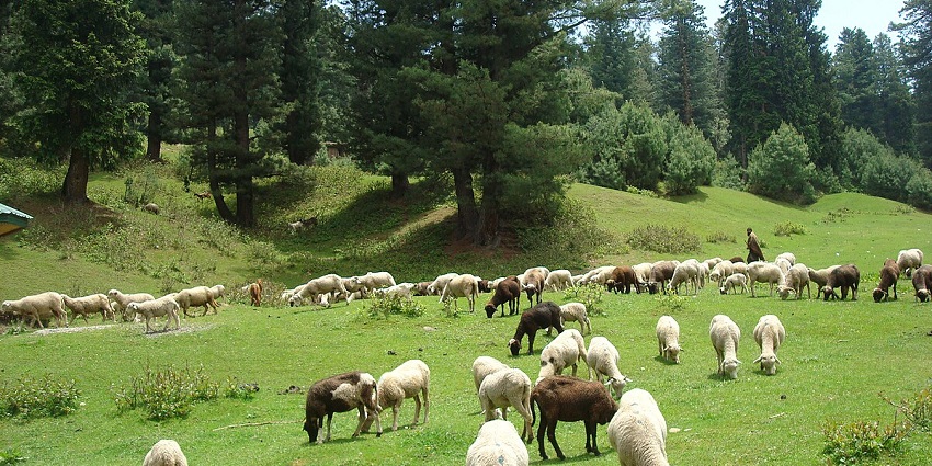 Rolling meadows, grazing sheep, and distant mountains - one of the best places to visit