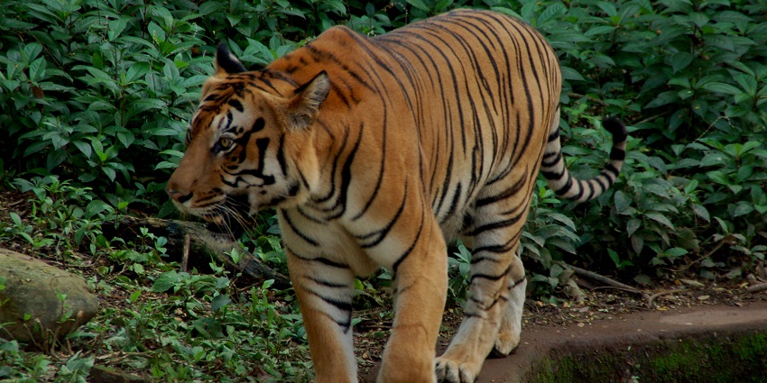View of a roaring Royal Bengal tiger is seen strolling in an airy unconcerned manner.