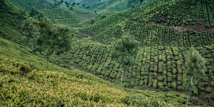 A stunning view of a tea valley in Munnar, one of the best places to visit in Kerala.