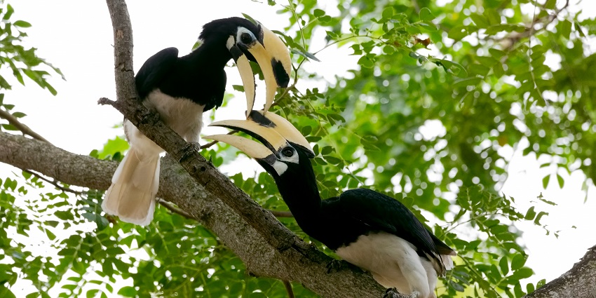 Indulge in bird watching at Malabar Wildlife Sanctuary for a good time amidst wildlife.