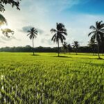 Panoramic view of the scenic landscape of the Palakkad surrounded by palm trees and hills