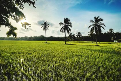 Panoramic view of the scenic landscape of the Palakkad surrounded by palm trees and hills