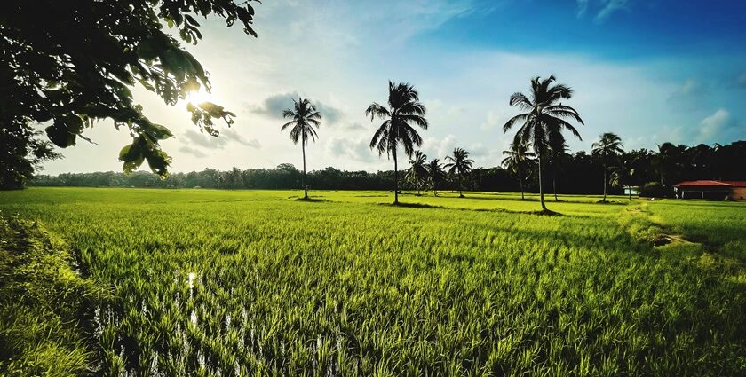 Panoramic view of the scenic landscape of the Palakkad surrounded by palm trees and hills