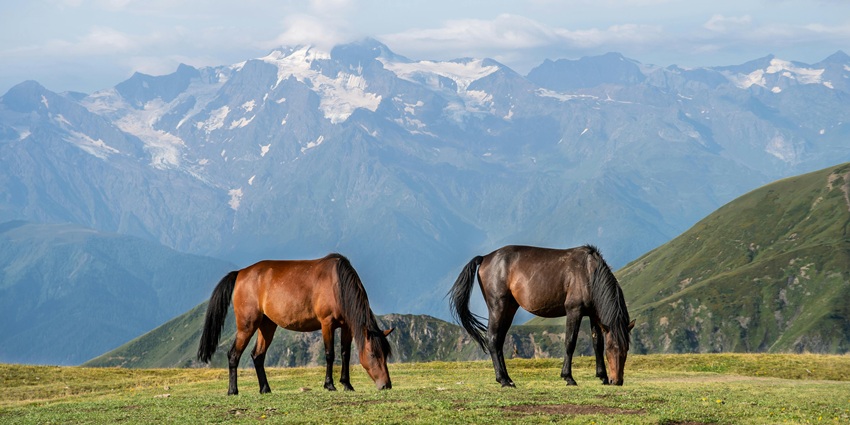 Image of two horse around the beautiful mountains covered in snow and lush greenery