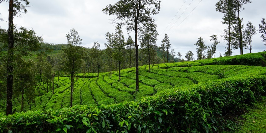 A view of Vagamon, one of the best hill stations near Kottayam that you can visit and explore
