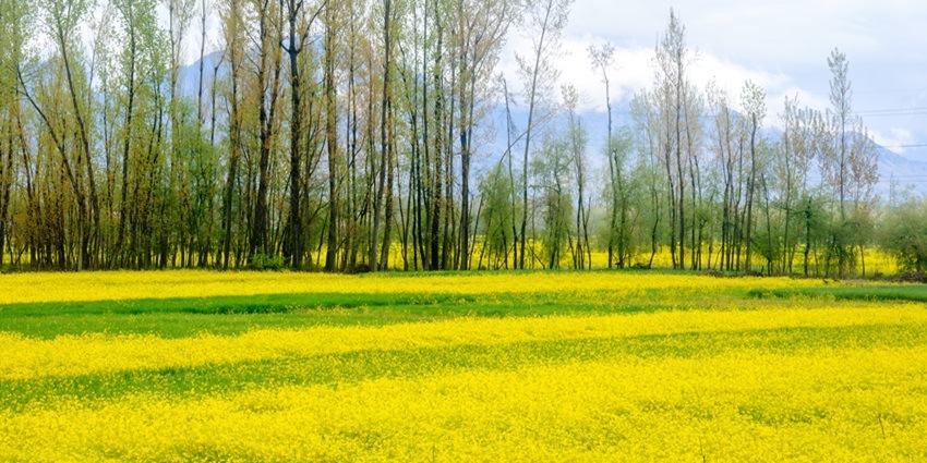 A view of the majestic Verinag spring, which is one of the places to visit near Kashmir