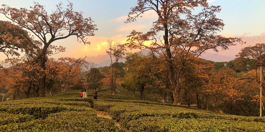 Explore the lush green tea gardens in Dharamshala for unmatched breathtaking views.