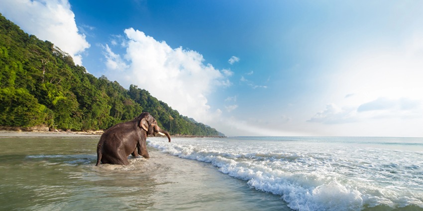 Enjoy the clear and shallow waters of this beautiful Elephant Beach, Andaman, India.