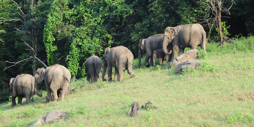 Safari in Shenduruny Wildlife Sanctuary