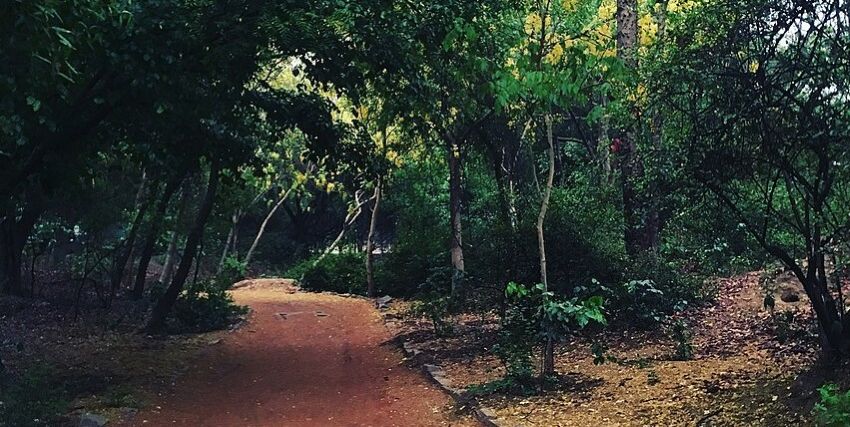 Enjoying a night tour in Sanjay Van is one of the best things to do in Delhi at night.