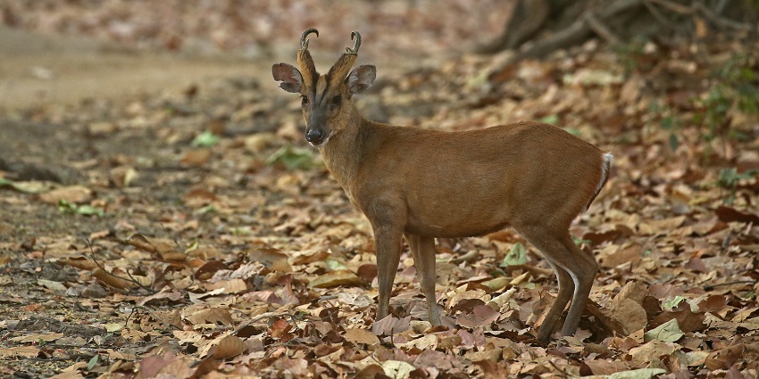 Home to endangered species, Tendong State Biodiversity Park is a must visit place.