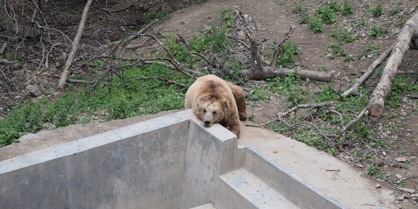 Image of a bear resting in the Himalayan Nature Park - Zoos in Himachal Pradesh.