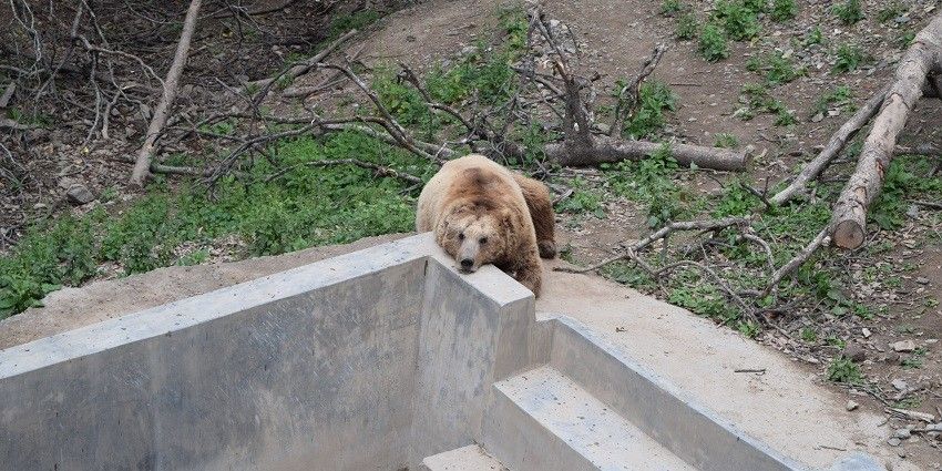 A bear resting in the Himalayan Nature Park, surrounded by lush greenery and trees.