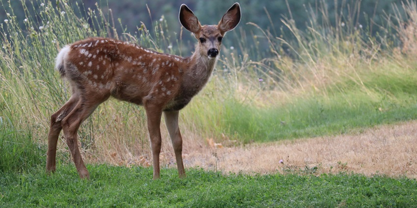 Watch out for deers roaming freely in the famous Sirohi National Park, Manipur, India.
