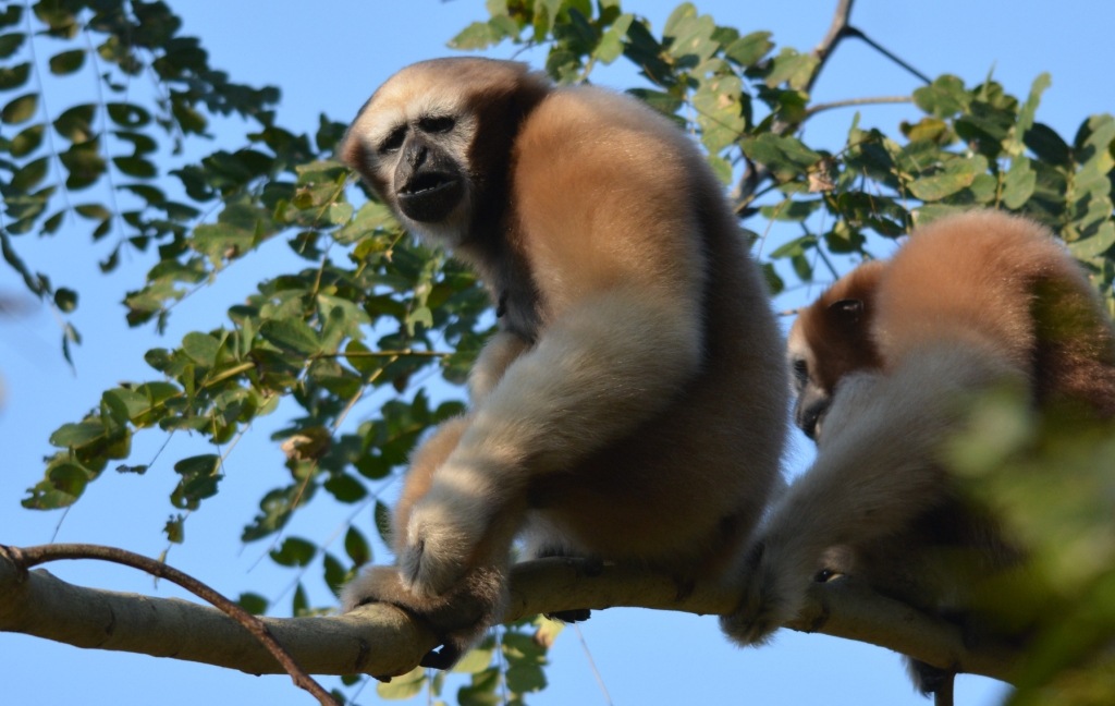 A hoolock gibbon sitting on a branch, one of the rare species found at this destination