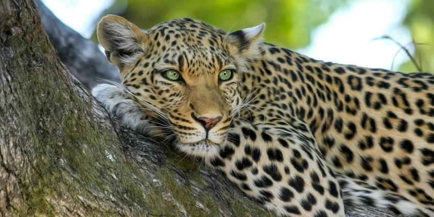 Leopard resting on a brown tree trunk, blending beautifully with its natural surroundings.