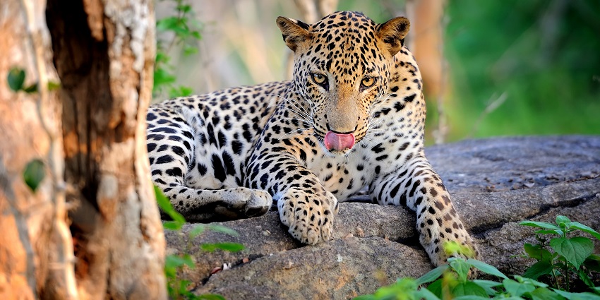 Image of a leopard resting on a rock in Yala National Park, surrounded by lush greenery.