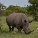 Rhino standing majestically in its natural habitat, showcasing its distinctive horn - Places to visit in Golaghat.