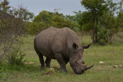 Rhino standing majestically in its natural habitat, showcasing its distinctive horn - Places to visit in Golaghat.